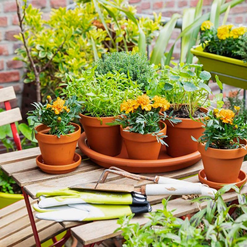 Marigold Offers Classic Color For Sunny Containers