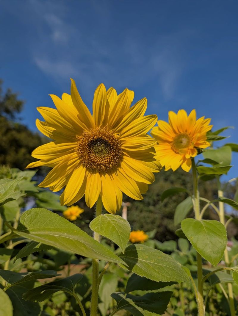 Sunflowers For Big Summer Energy