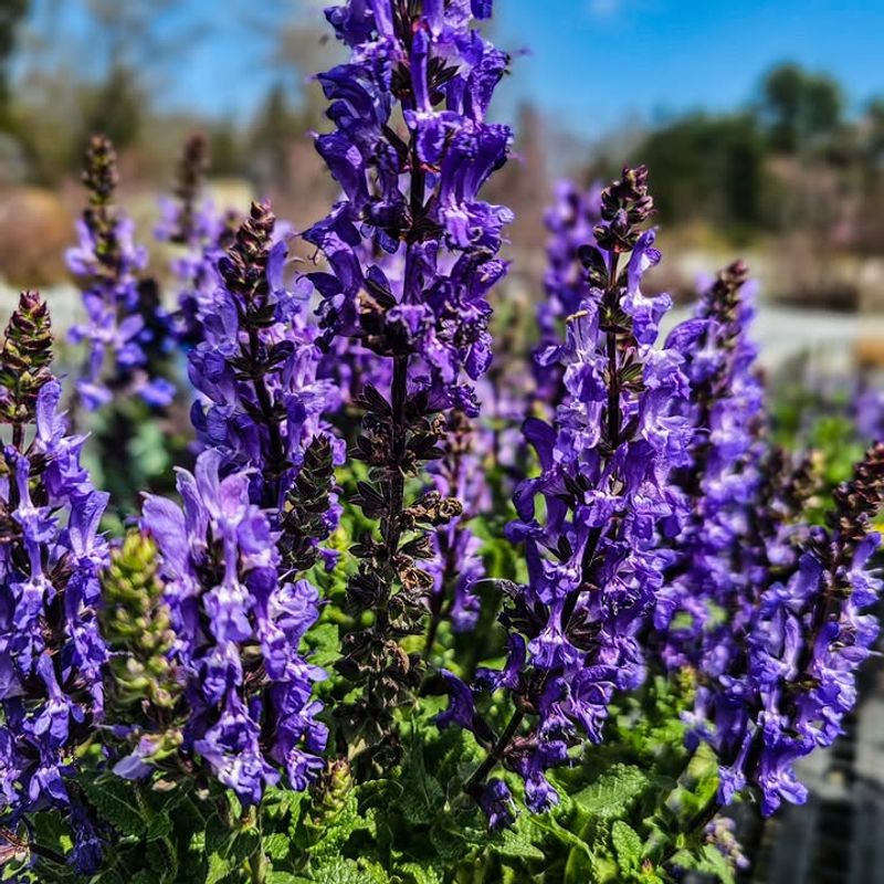 Salvia Stays Vibrant Even In High Temperatures