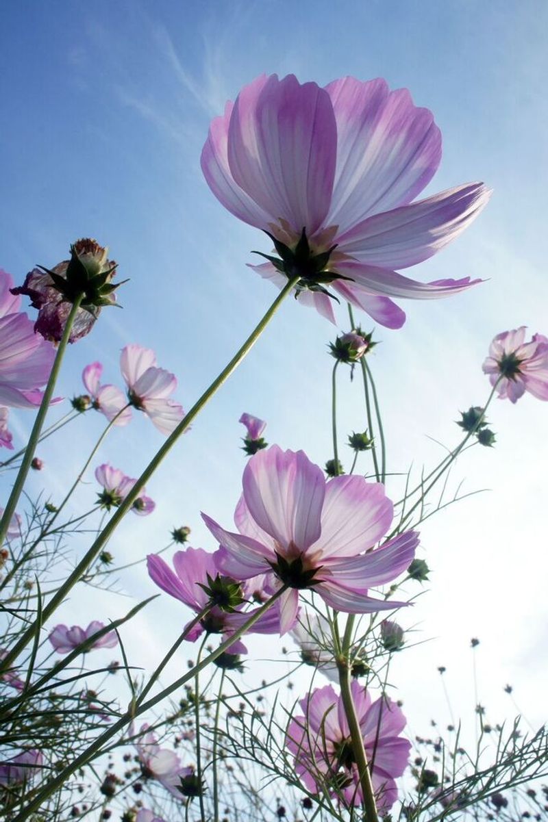 Cosmos Grows Fast And Handles Light Drought