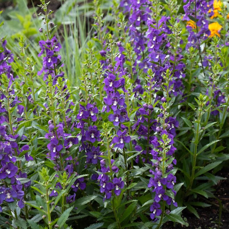 Angelonia Keeps Blooming Through Warm Spring Days
