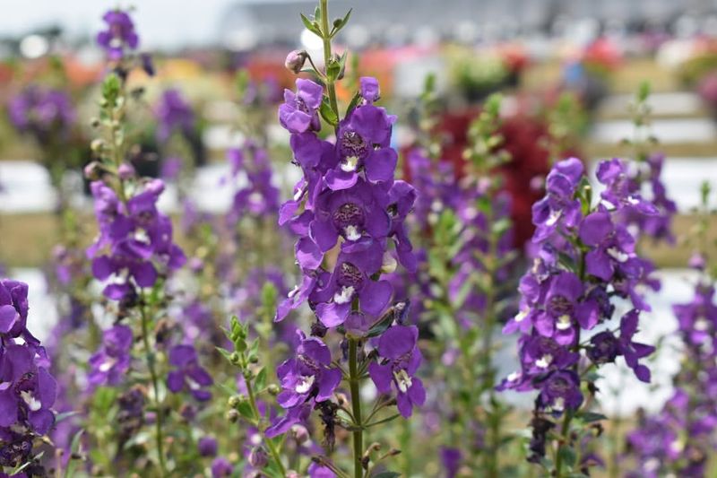 Angelonia Stays Strong Through Early Arizona Heat