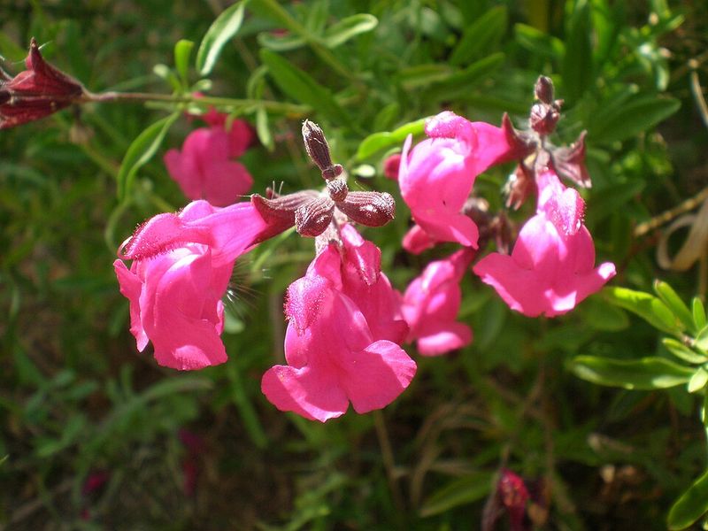 Salvia Brings Long-Lasting Color And Attracts Hummingbirds