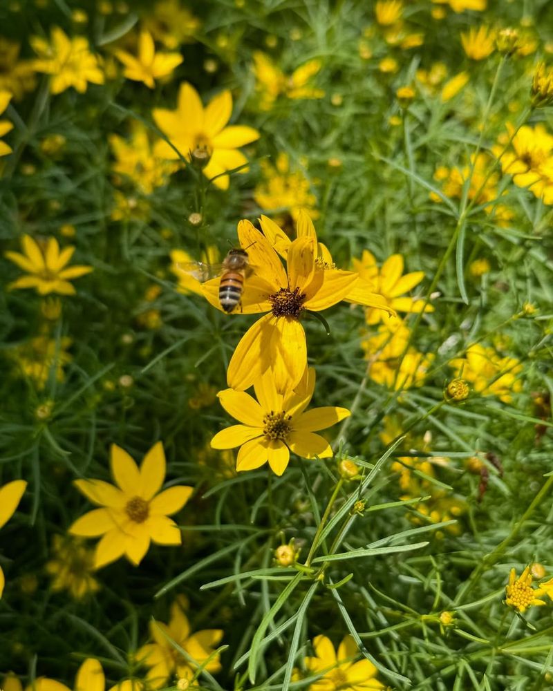 Coreopsis Establishes Quickly And Blooms Early