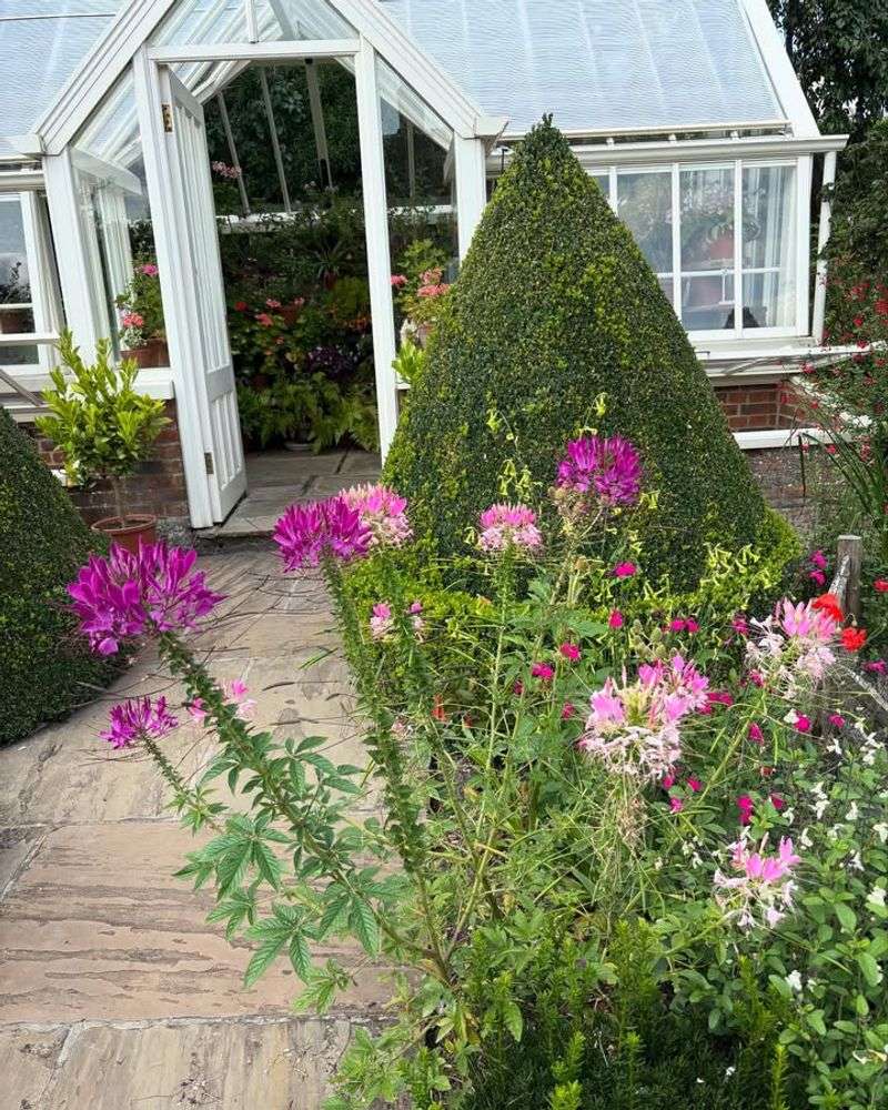 Cleome Grows Tall And Blooms Through Summer