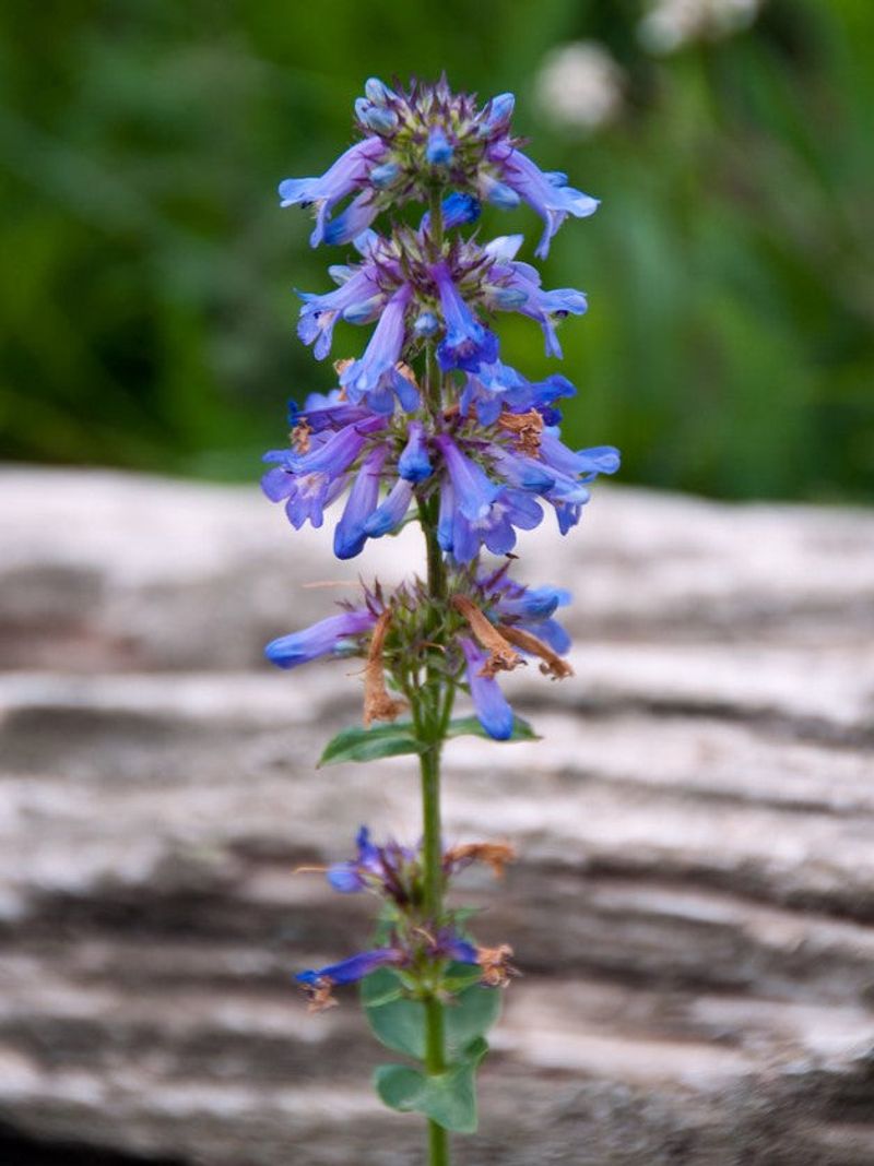 Penstemon Brings Color With Minimal Care