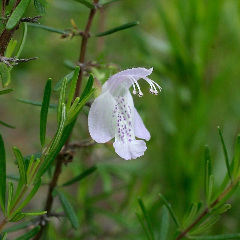 Largeflower False Rosemary Deserves Way More Attention
