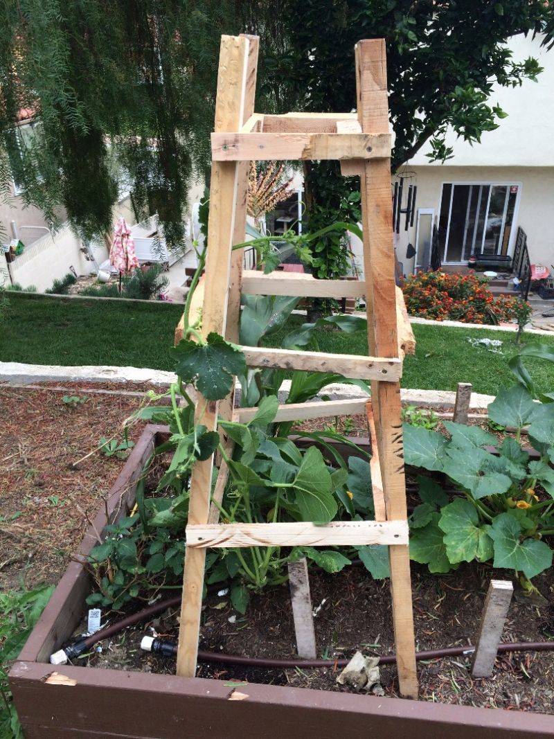 Trellis For Climbing Plants That Need Support
