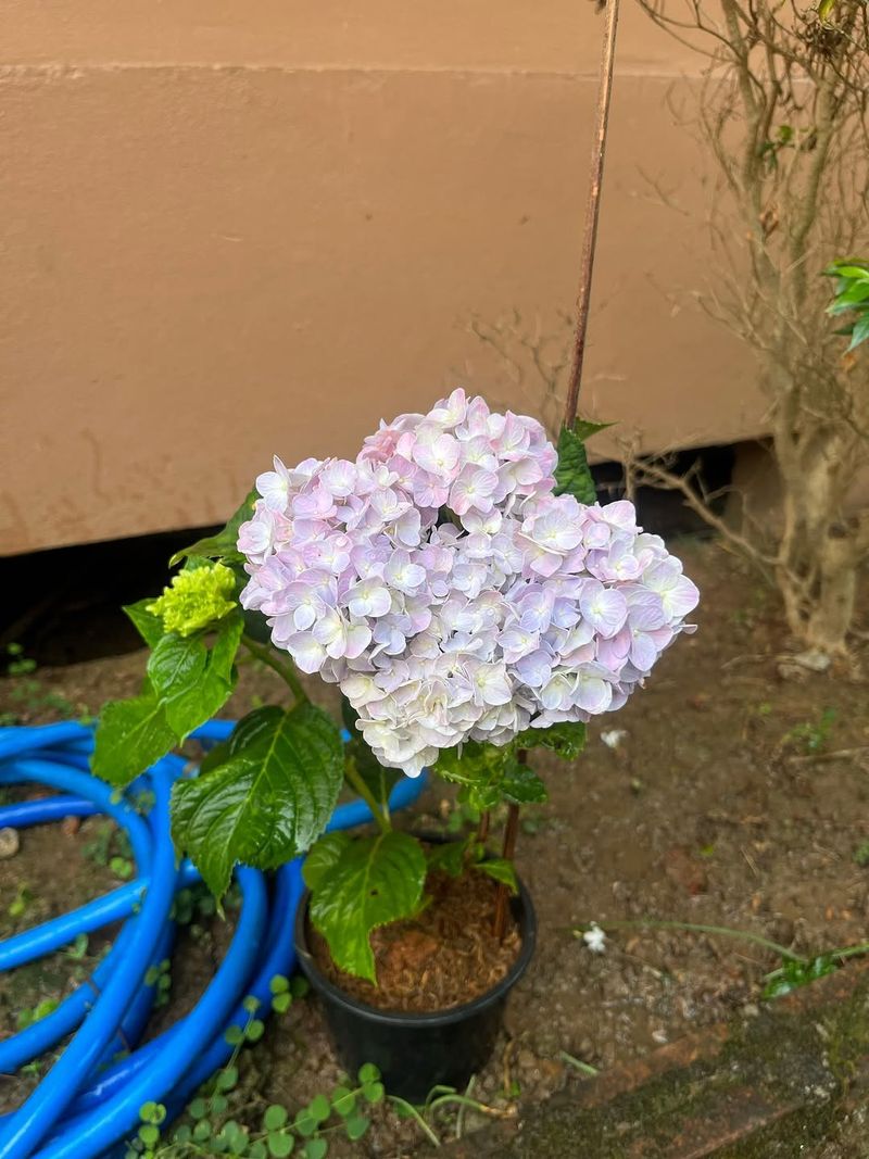 Consistent Moisture Helps Stabilize Color Changes