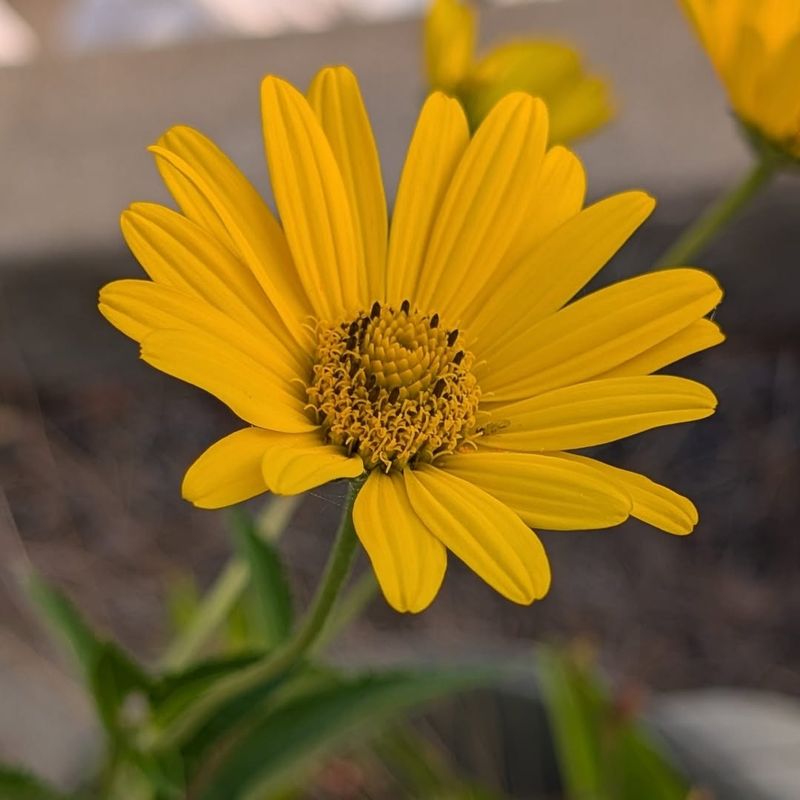 Lanceleaf Coreopsis
