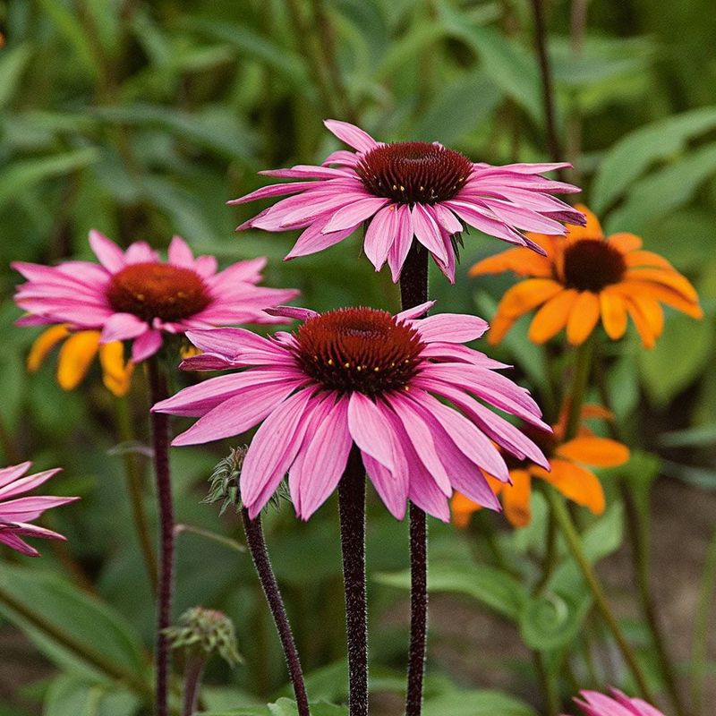 Purple Coneflower (Pink Varieties)