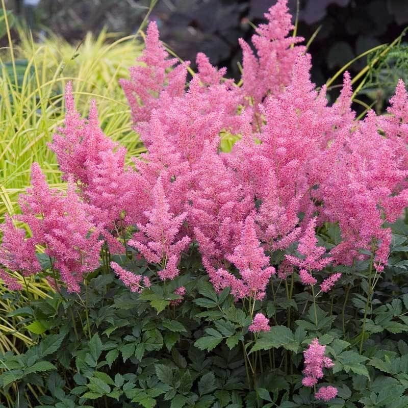 Astilbe Thrives In Shade With Soft Pink Plumes