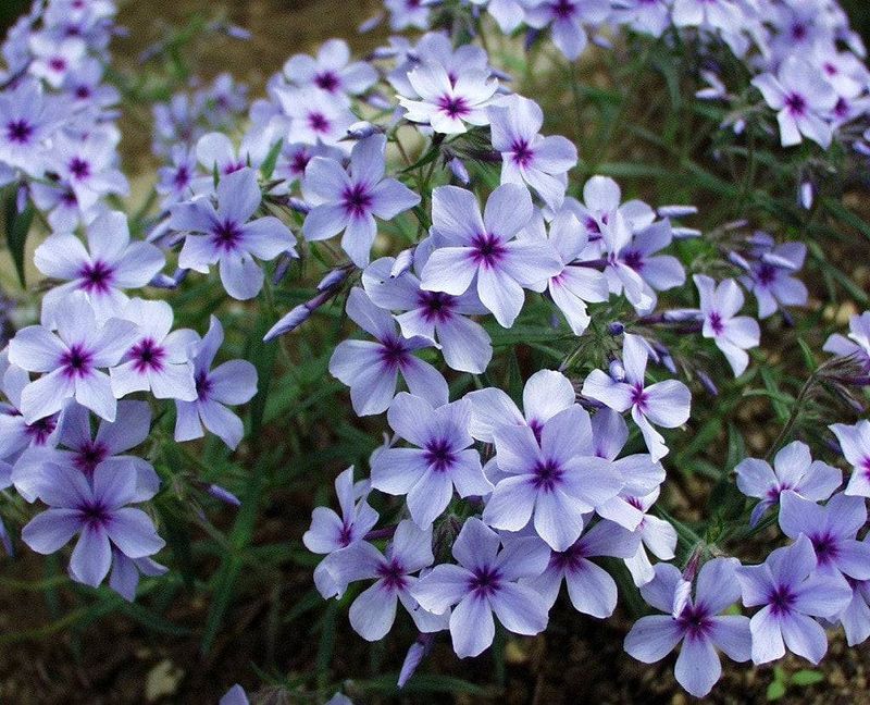 Woodland Phlox Is The Low-Maintenance Choice Michigan Gardeners Love