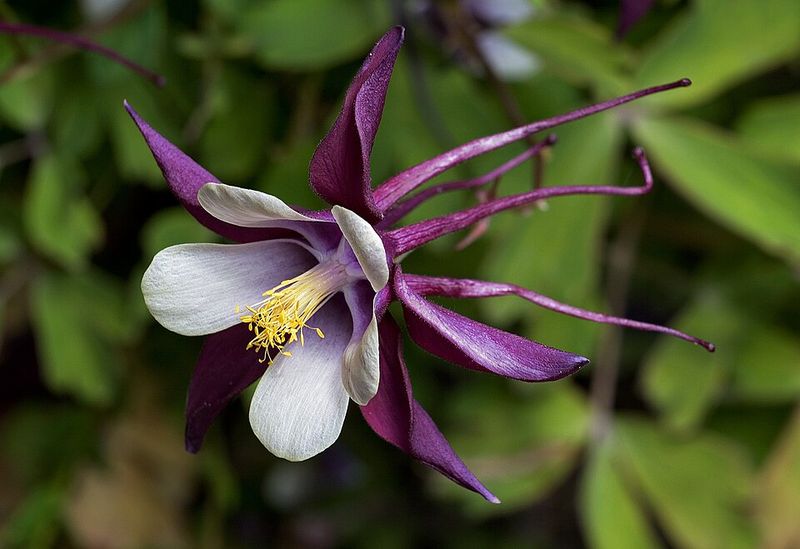 Columbine Thrives In Partial Shade And Early Season Conditions