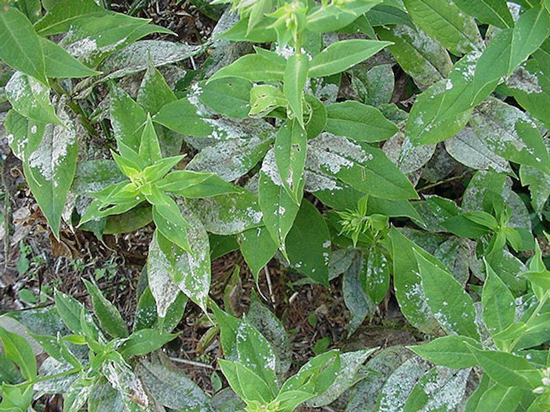 Garden Phlox And Powdery Mildew Are Old Enemies In Michigan