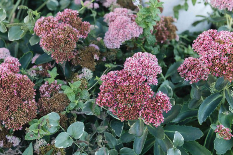 Sedum Autumn Joy (Hylotelephium Herbstfreude)