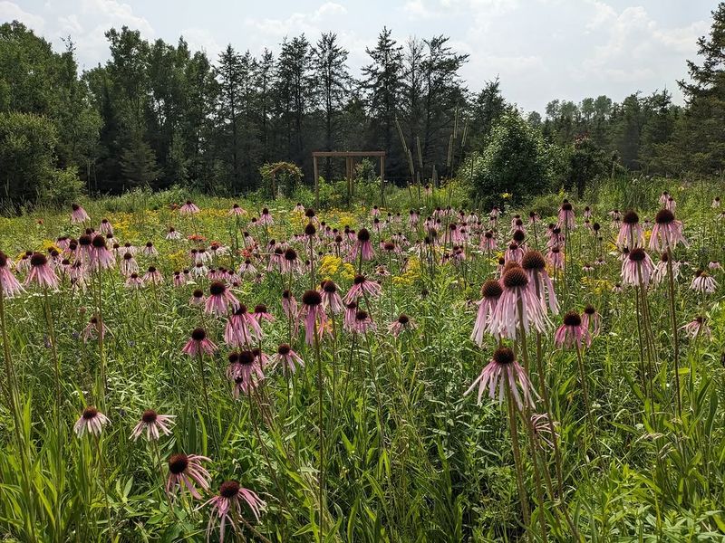 Pale Purple Coneflower (Echinacea Pallida)