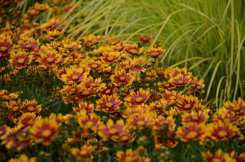 Coreopsis (Coreopsis Spp.)