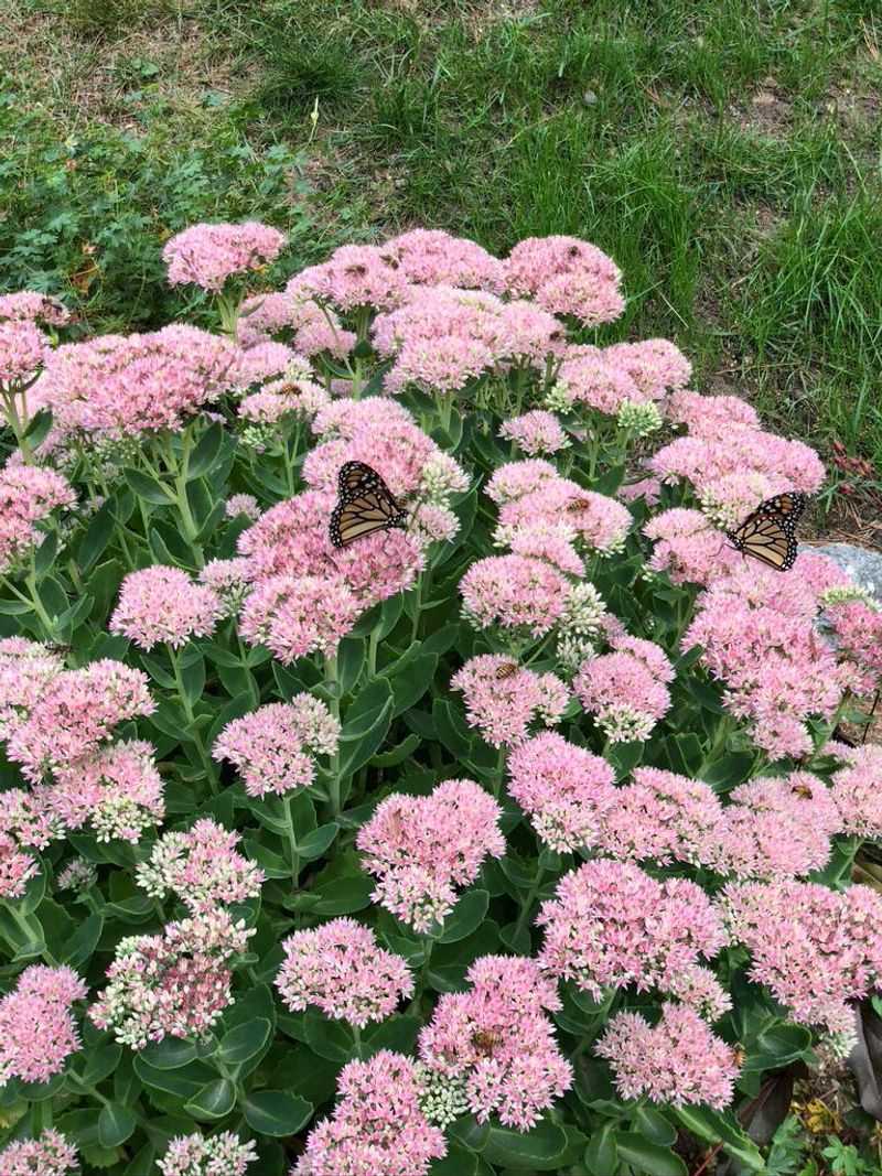 Sedum 'Autumn Joy' (Hylotelephium 'Herbstfreude')