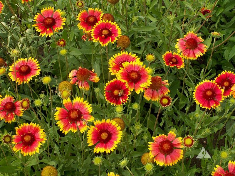 Blanket Flowers Thrive And Keep Going Strong
