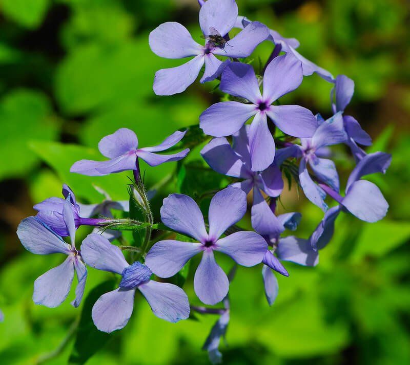 Woodland Phlox Thrives In Shade, Which Michigan Has Plenty Of