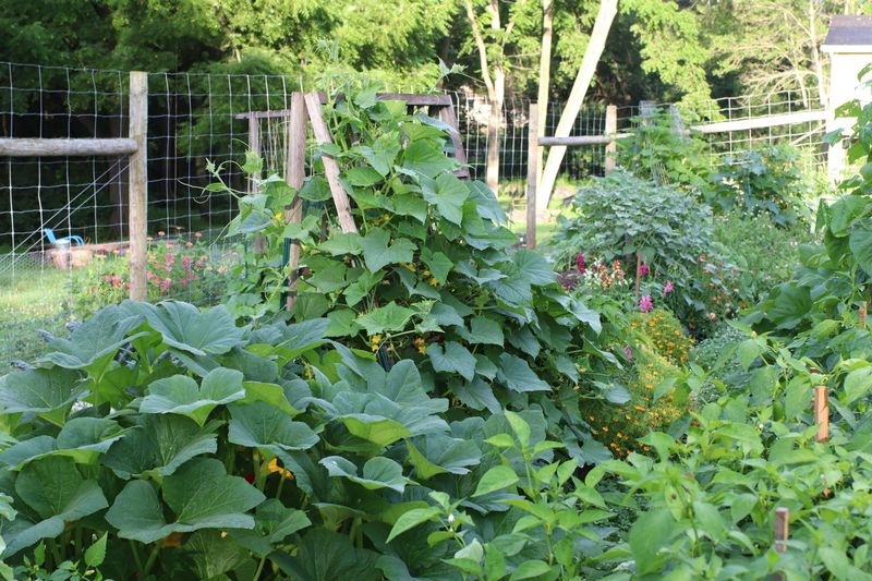 Finish Planting Warm-Season Crops