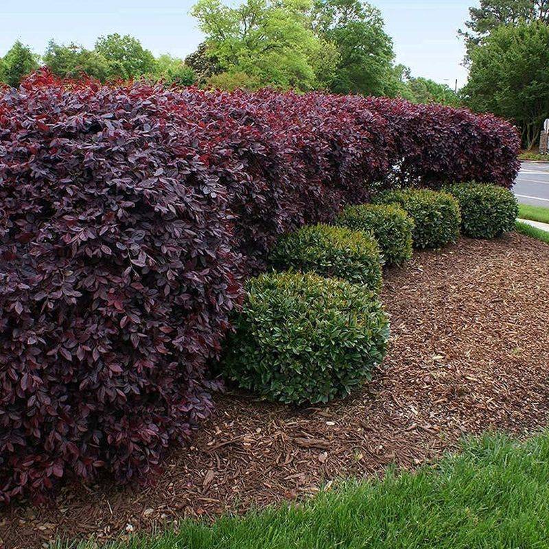 Loropetalum Introduces Rich Color And Soft Texture