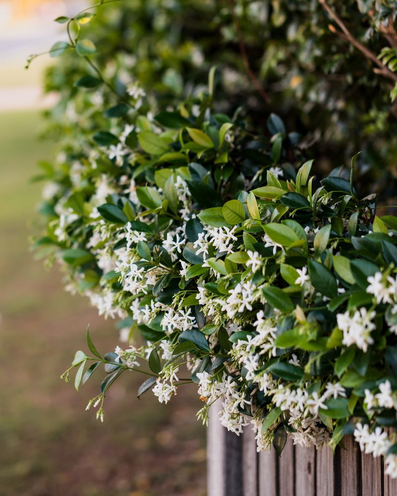 Star Jasmine Brings A Sweet Scent That Travels
