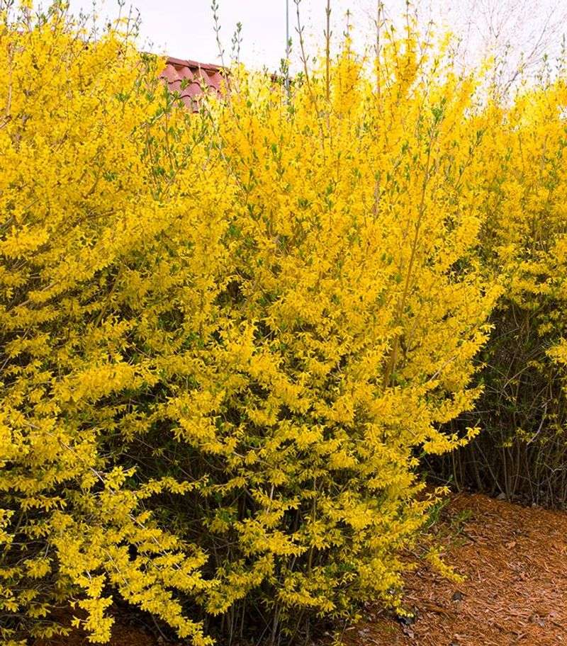 Forsythia (Forsythia x intermedia)
