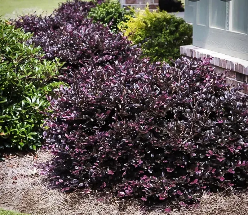 Loropetalum Purple Diamond Maintains Rich Foliage Color Year Round
