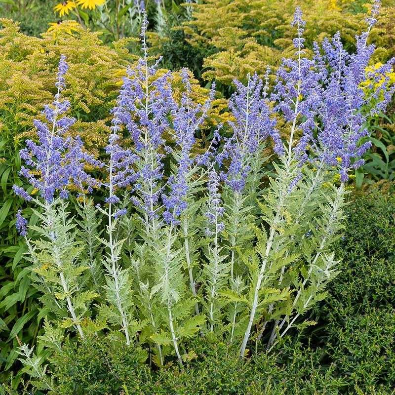 Russian Sage (Perovskia Atriplicifolia)