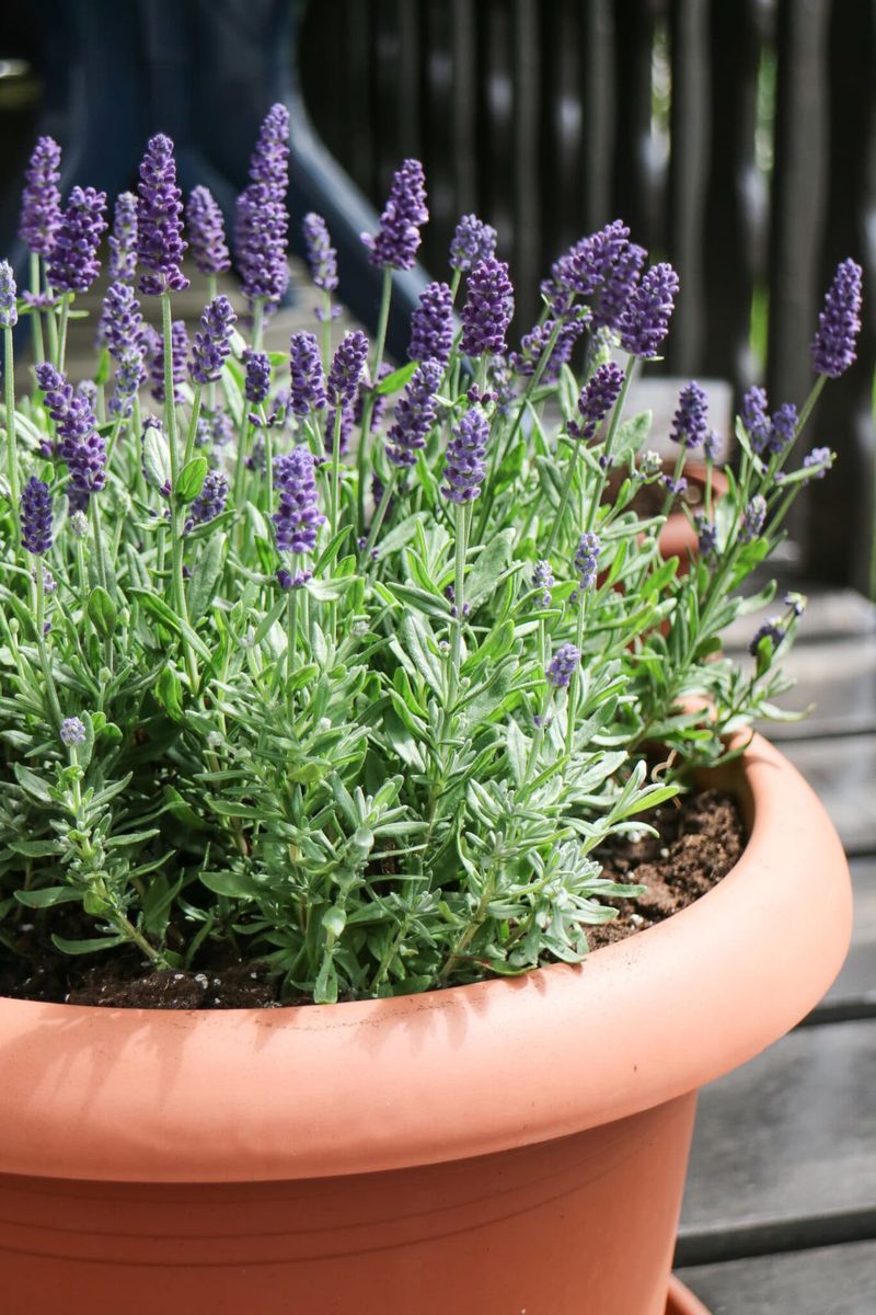 Lavender In Pots