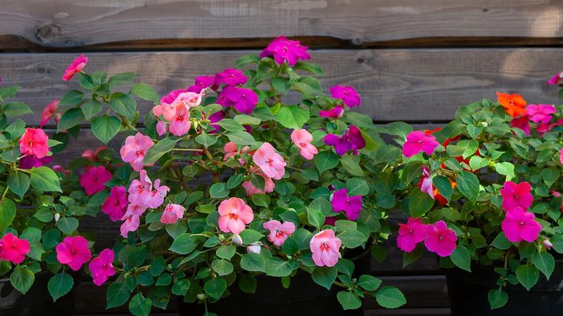 Impatiens (Traditional Varieties)