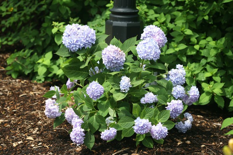 Bigleaf Hydrangeas Can Lose Blooms After A Premature April Cut
