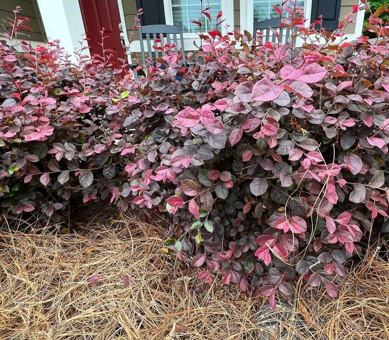 Loropetalum Handles Light Spring Pruning After Blooming Ends