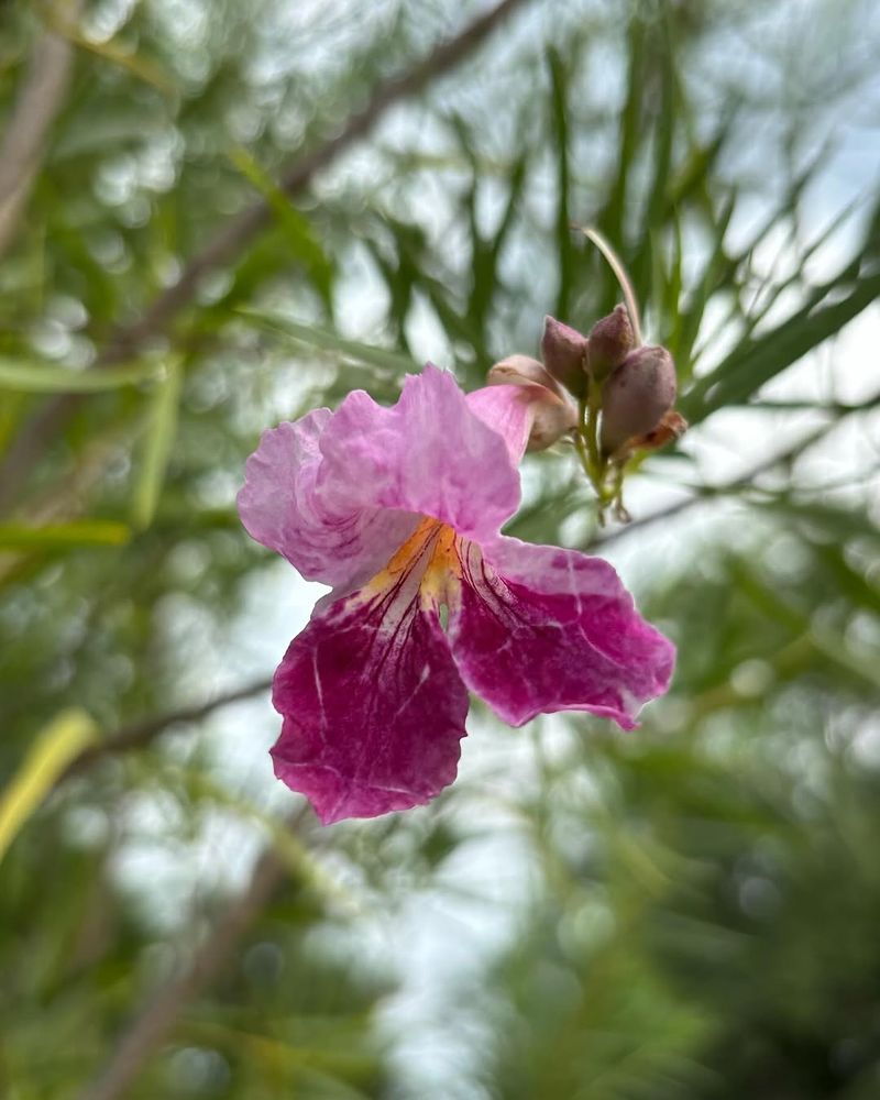 Desert Willow: Elegant Flowers Built For Arizona