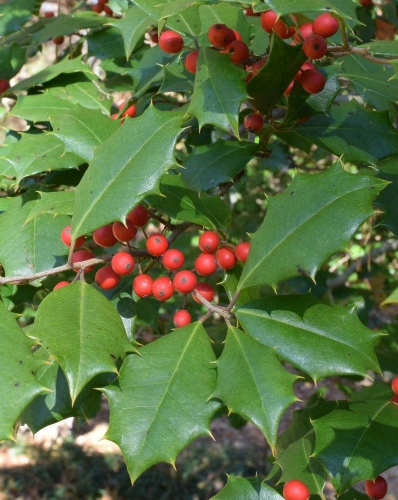 Holly Adapts Well To Soil With Added Organic Matter