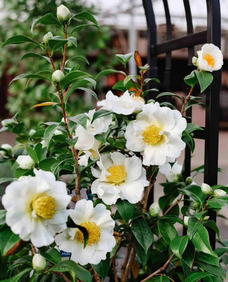 Camellias Can Be Fertilized After Bloom