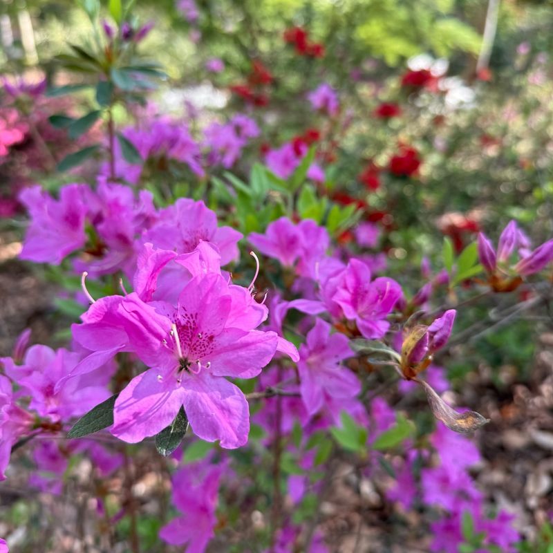 Non-Native Azaleas