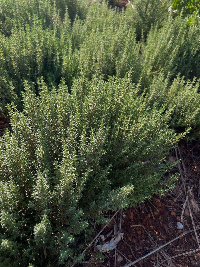 Thyme 