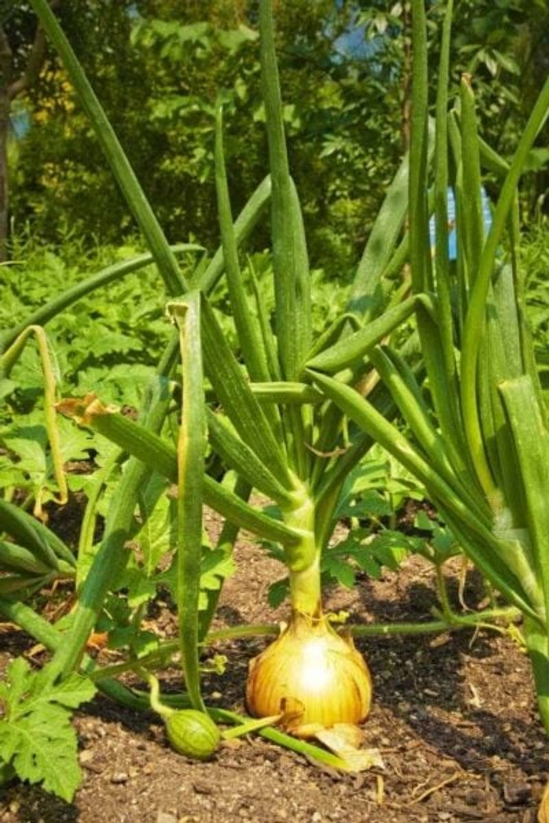 Onions Fit Easily Around Tomato Plants