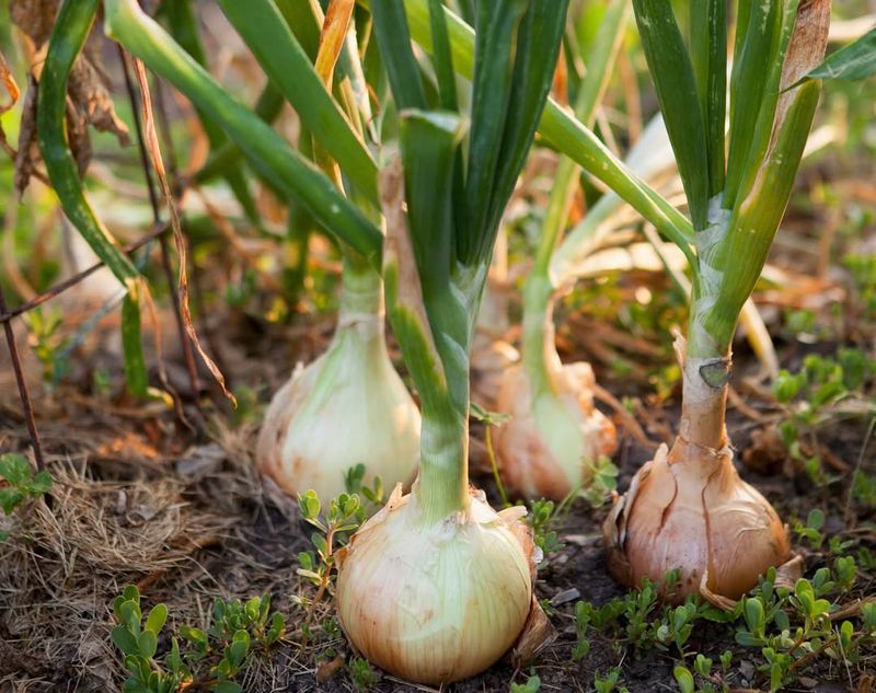 Onions Growing Steadily Through The Seasons