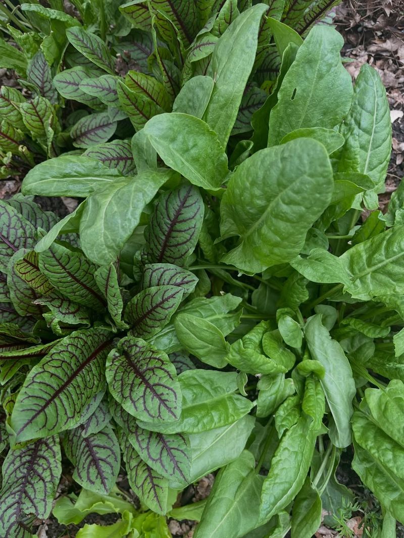 Sorrel Regrows Quickly And Provides Continuous Harvests
