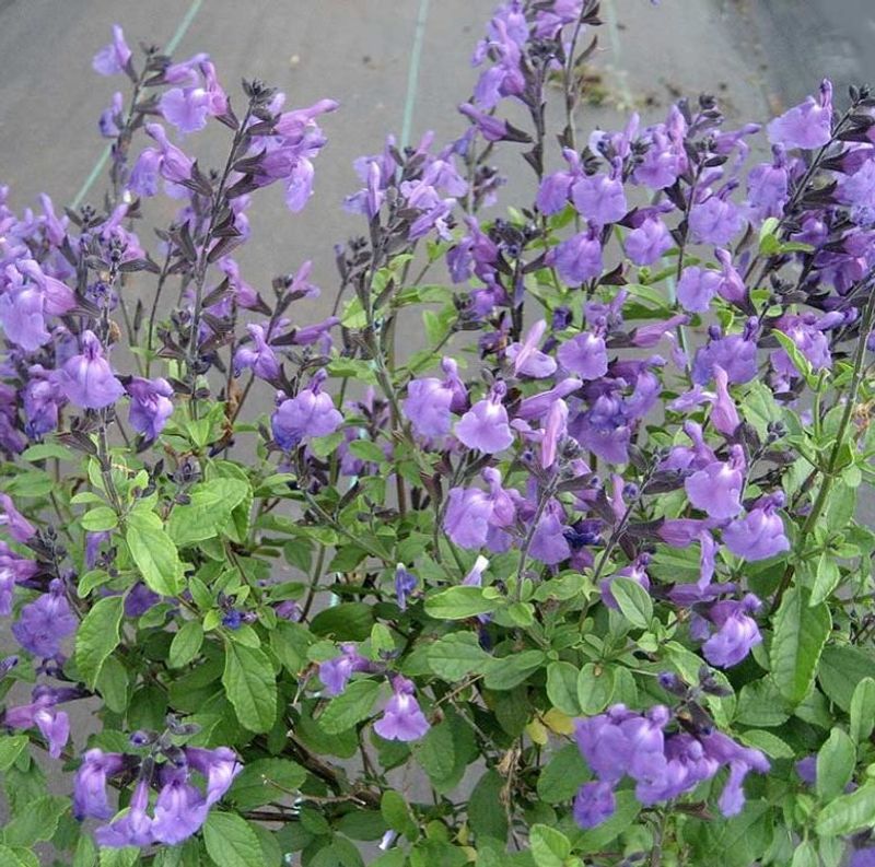 Sage Leaves Release A Scent That Keeps Rodents Back