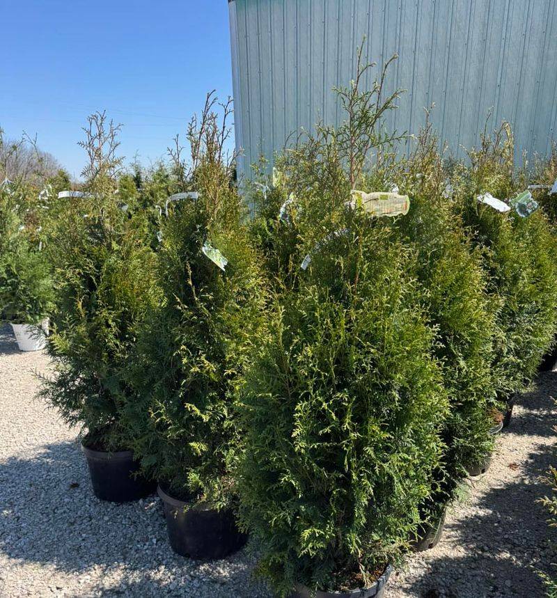 Arborvitae (Thuja Sp.)