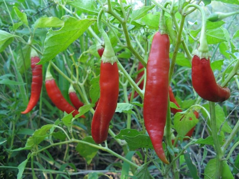 Hot Peppers