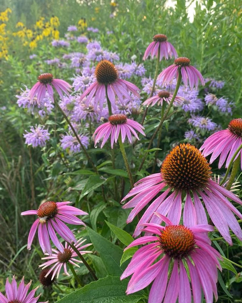 Coneflower Continues Blooming Into Late Summer