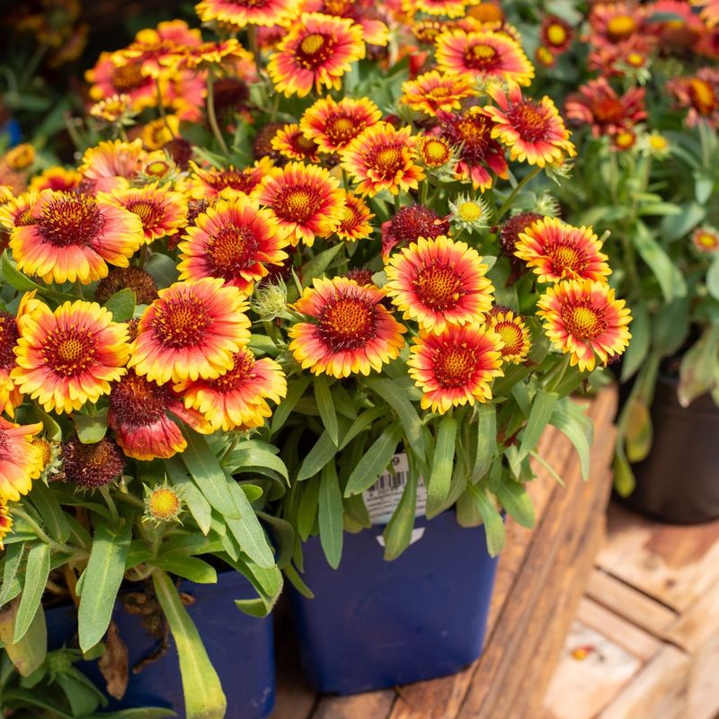 Blanket Flower Thrives In Dry Conditions And Stays Colorful
