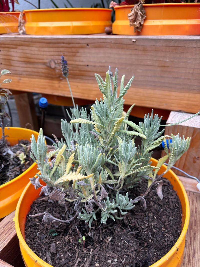 Lavender Struggles In Heavy Clay And Poor Drainage