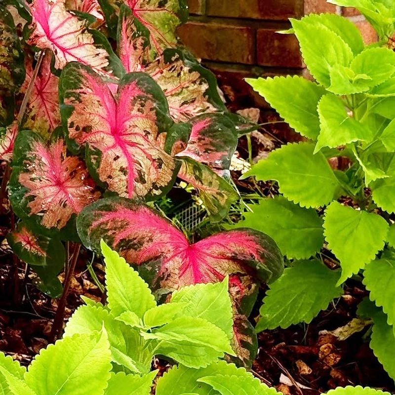 Coleus Pushes Roots Quickly Even In Plain Water